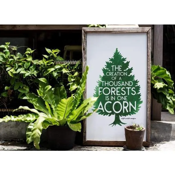 A Thousand Forests