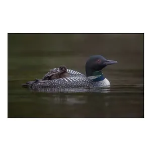 Along For The Ride