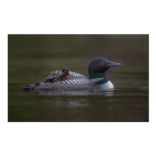 Along For The Ride