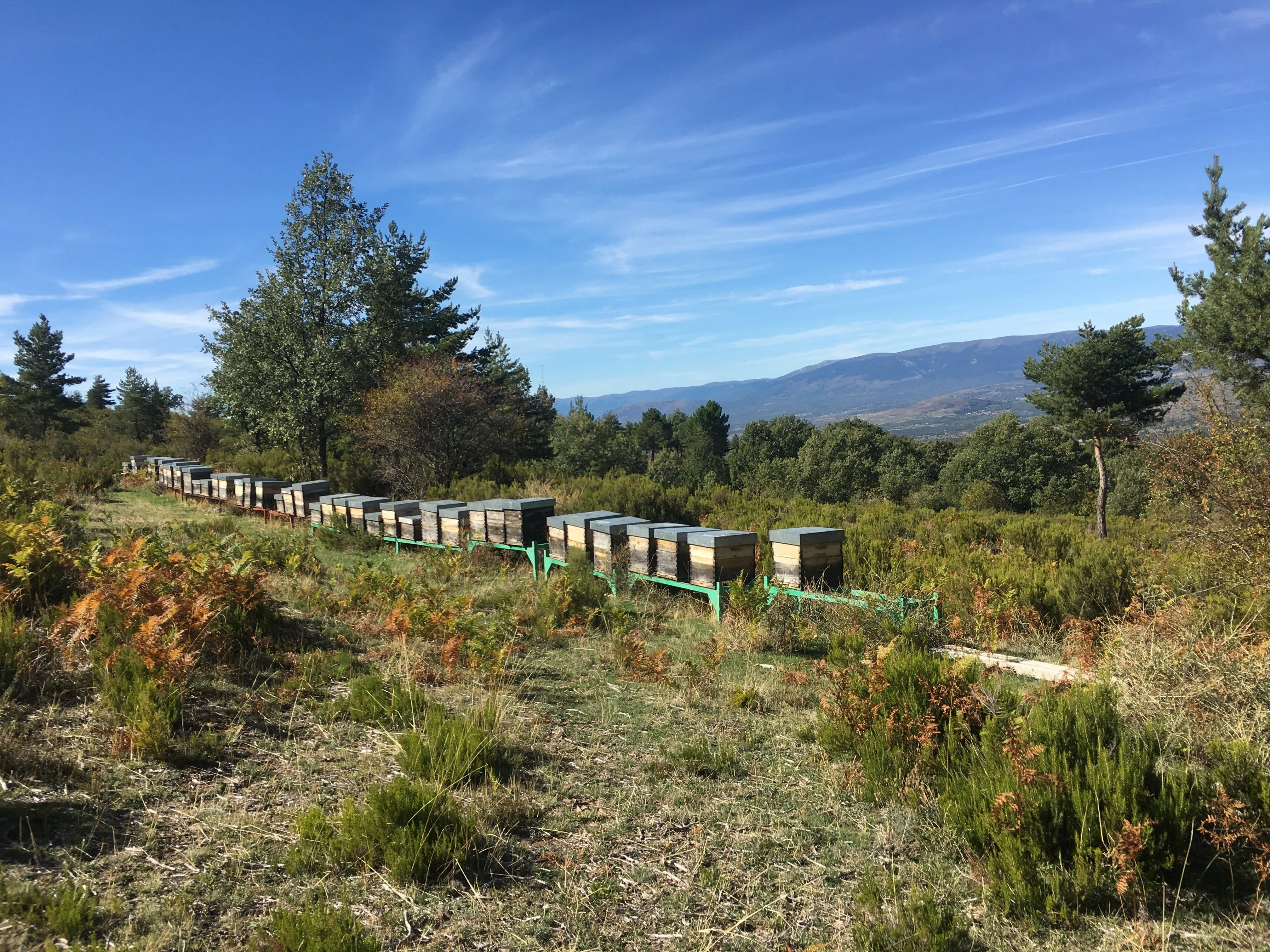 Antonio's Certified Organic Raw Oak Honey - Platinum Award Winner