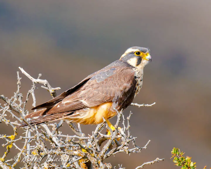 Aplomado Falcon in Calafate bush in Patagonia