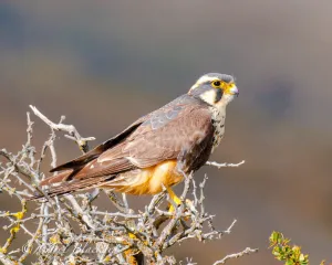 Aplomado Falcon in Calafate bush in Patagonia