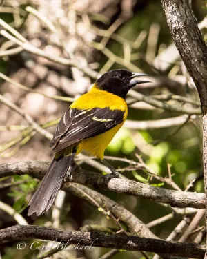 Audubon's Oriole, back angle at Rancho Lomitas, Texas
