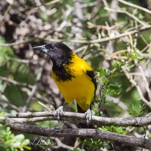 Audubon's Oriole, front angle at Rancho Lomitas, Texas