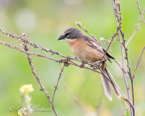 Black-and-Rufous Warbling-Finch in Argentina