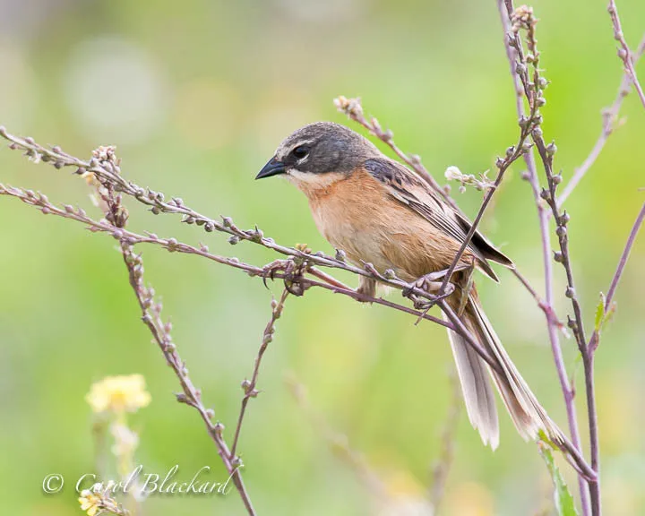 Black-and-Rufous Warbling-Finch in Argentina