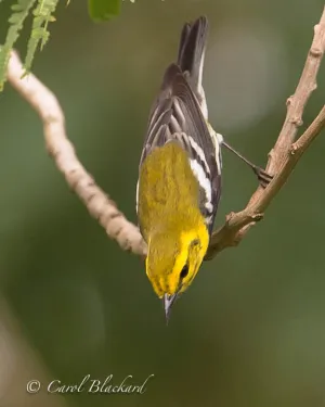 Black-throated Green Warbler upside down at S Padre Island