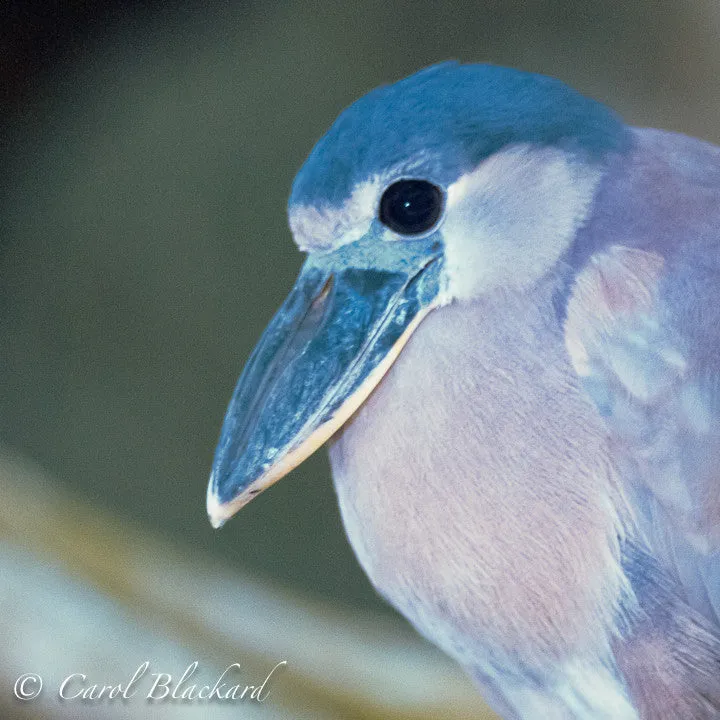 Boat-billed Heron, close-up head, Mexico