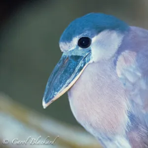 Boat-billed Heron, close-up head, Mexico