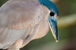 Boat-billed Heron, side close-up, Mexico