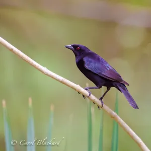 Bronzed Cowbird with red eye, Rio Grande Valley