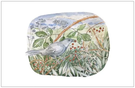 Catbird Card