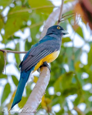 Citreoline Trogon, male, profile, Mexico