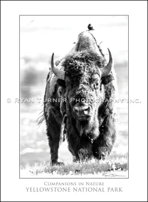 Companions in Nature - Notecard