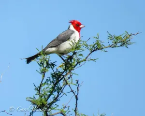 Crested Cardinal, Argentina