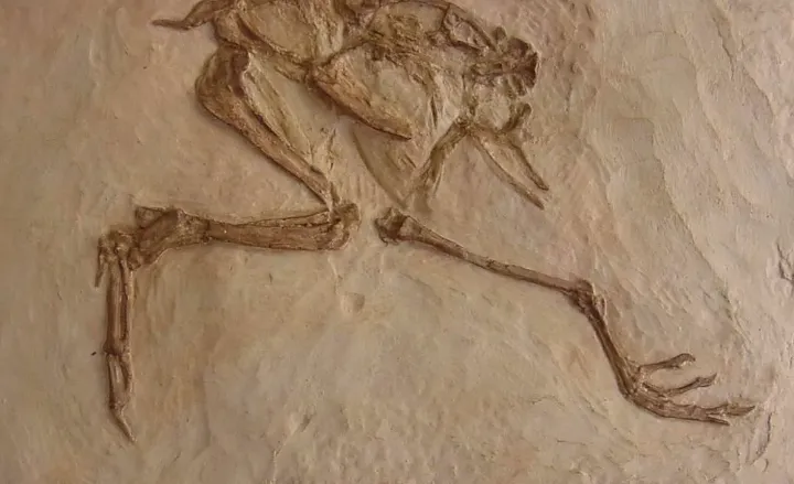 Eocene Bird Green River Museum Quality Cast (Replica) of Fossil Bird (Eocene Age) bird cast replica Gallinuloides sp.