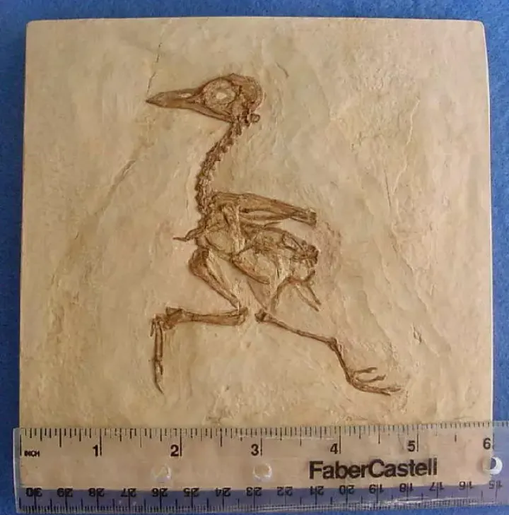 Eocene Bird Green River Museum Quality Cast (Replica) of Fossil Bird (Eocene Age) bird cast replica Gallinuloides sp.
