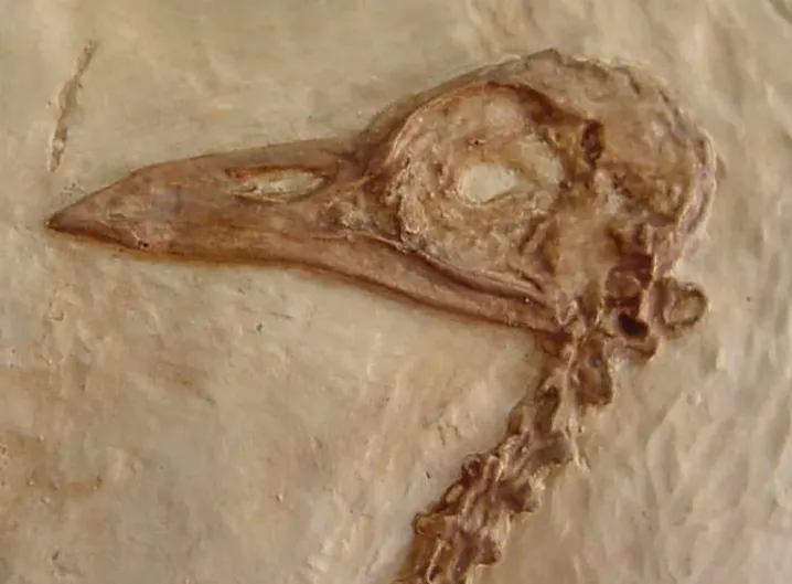 Eocene Bird Green River Museum Quality Cast (Replica) of Fossil Bird (Eocene Age) bird cast replica Gallinuloides sp.