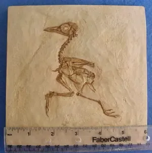 Eocene Bird Green River Museum Quality Cast (Replica) of Fossil Bird (Eocene Age) bird cast replica Gallinuloides sp.