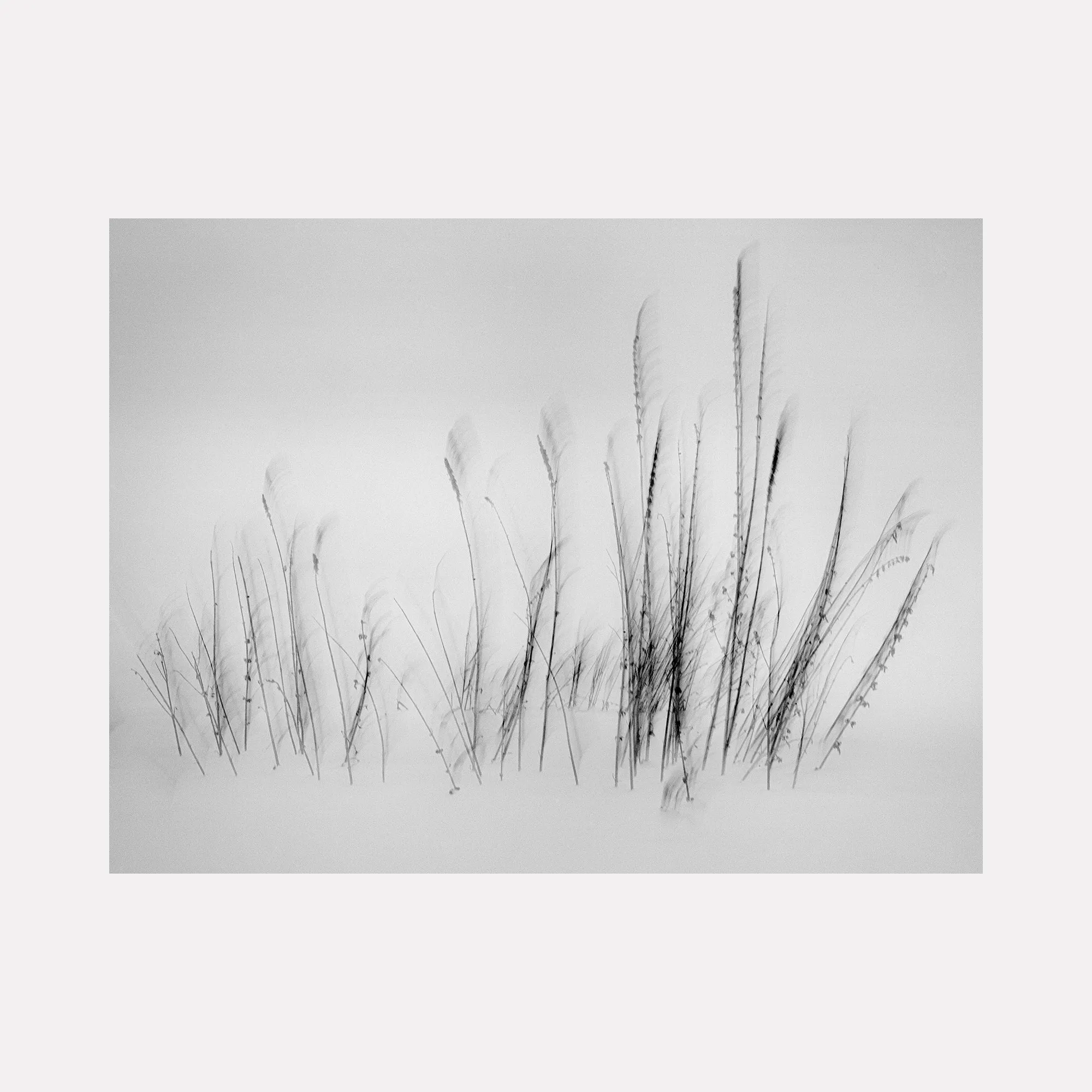 Feather Grass in Snow