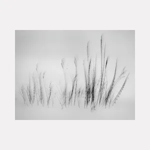 Feather Grass in Snow