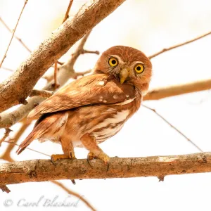 Ferruginous Pygmy-Owl, What?, Mexico