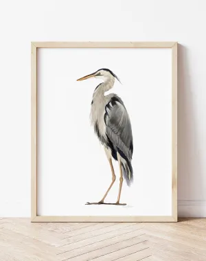 Great Blue Heron Bird Art Print