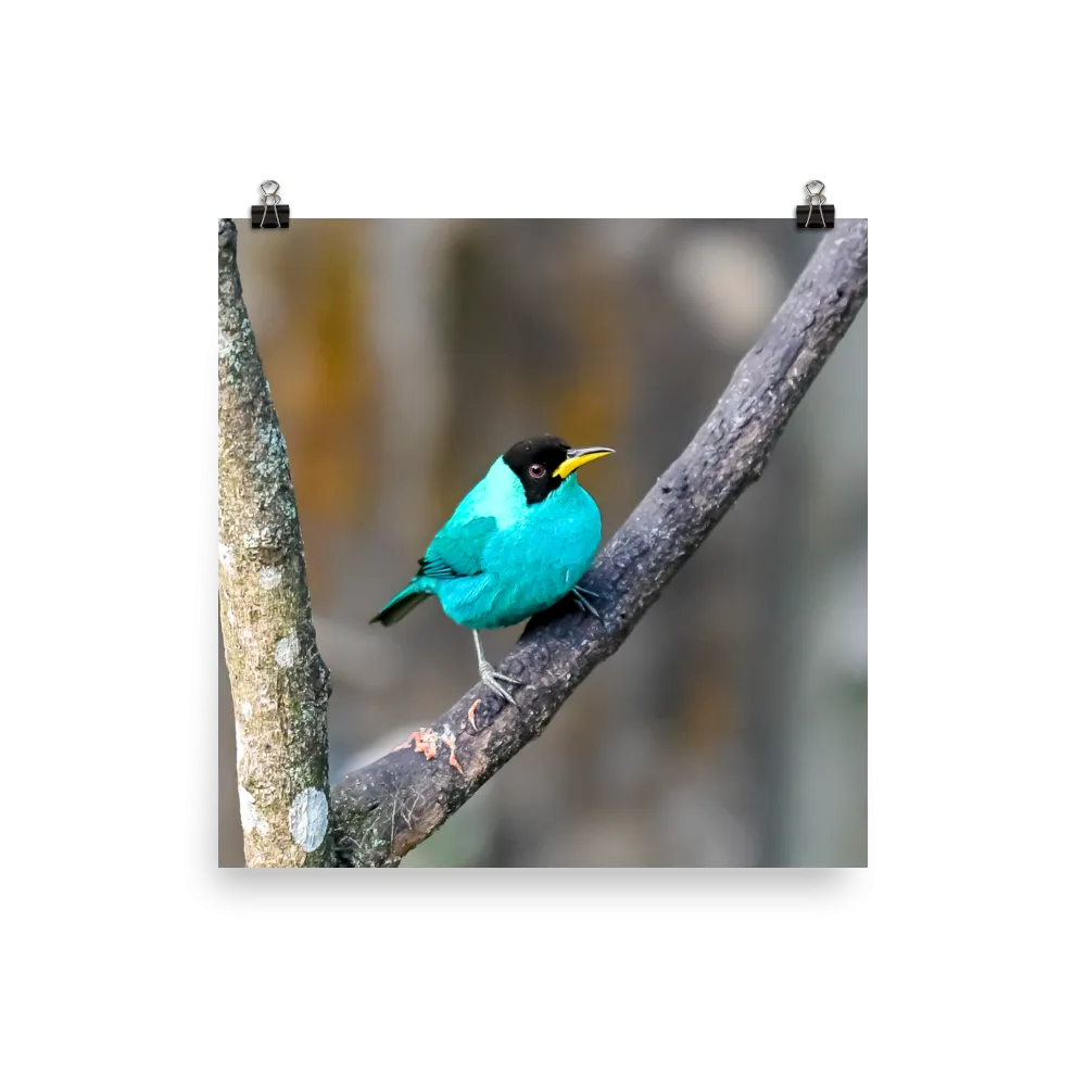 Green Honeycreeper male - print