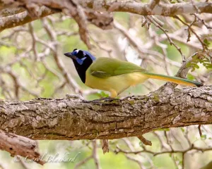 Green Jay at cemetery Rio Grande Valley