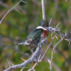 Green Kingfisher, in thorns, at Rancho Lomitas pond, Texas
