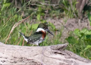 Green Kingfisher, on log, at Rancho Lomitas pond, Texas