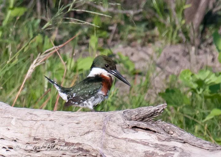 Green Kingfisher, on log, at Rancho Lomitas pond, Texas
