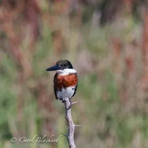Green Kingfisher, on snag, at Rancho Lomitas pond, Texas