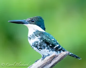 Green Kingfisher,profile, on snag in marsh,Mexico