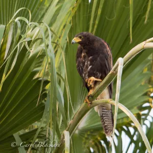 Harris's Hawk juvenile, foot up, Texas