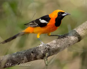 Hooded Oriole, male, great color,Texas