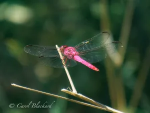 Hot Pink Dragonfly, my name, not his