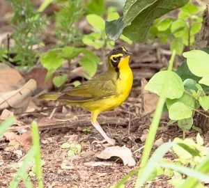Kentucky Warbler at S Padre Island