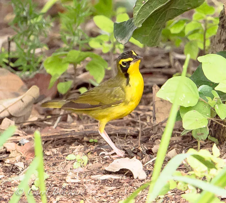 Kentucky Warbler at S Padre Island
