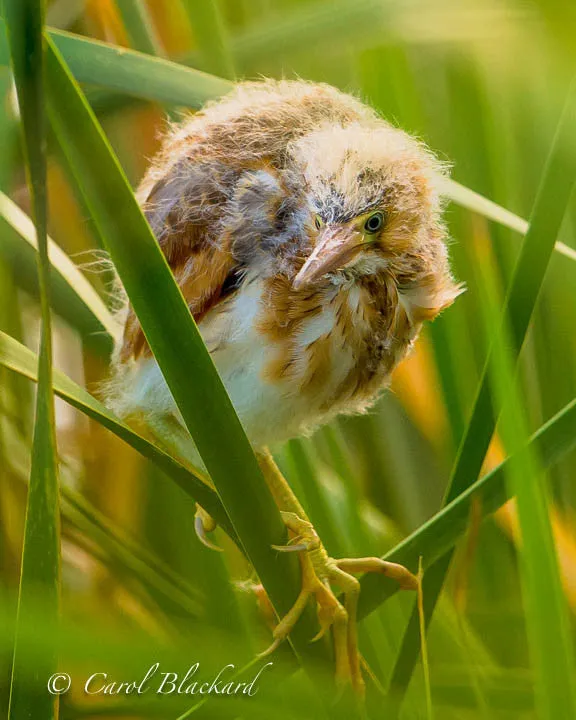 Least Bittern Chick at S Padre Island