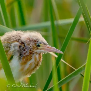 Least Bittern Chick, profile close-up, at S Padre Island, Texas