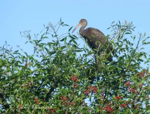 Limpkin on Ceibos tree, Buenos Aires, Argentina