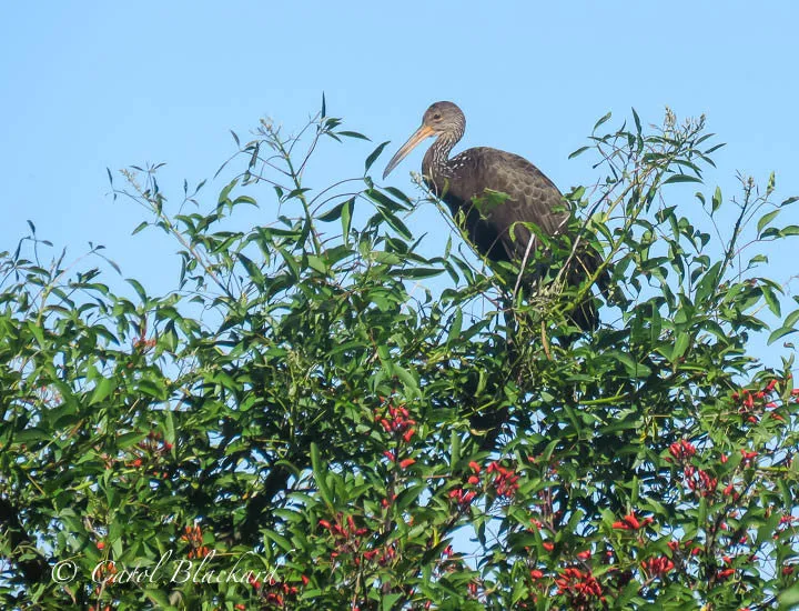 Limpkin on Ceibos tree, Buenos Aires, Argentina