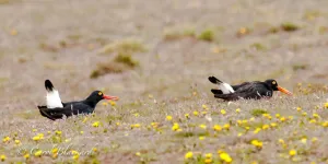 Magellanic Oystercatchers displaying, Rio Grande, Argentina