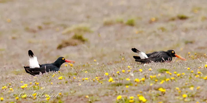 Magellanic Oystercatchers displaying, Rio Grande, Argentina