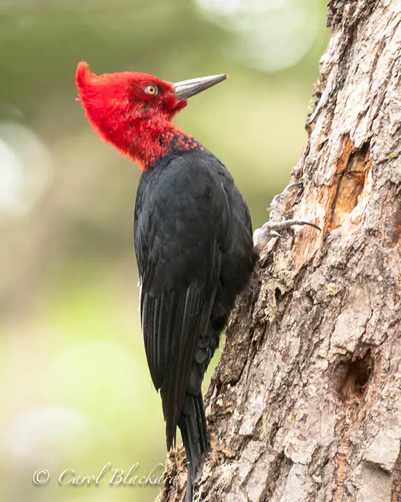 Magellanic Woodpecker, National Park of Tierra del Fuego, Argentina