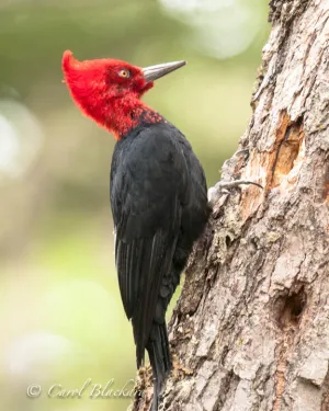 Magellanic Woodpecker, National Park of Tierra del Fuego, Argentina