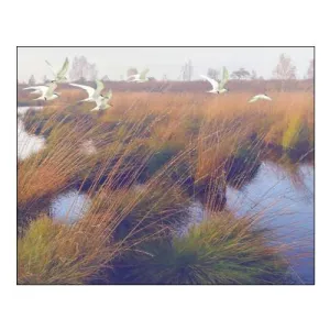 Marshland Hues II