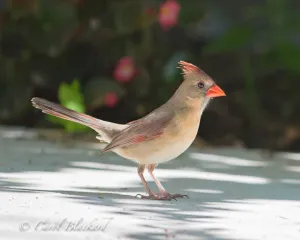 Northern Cardinal female at Rancho Lomitas, Texas