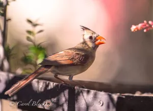 Northern Cardinal, female, Texas